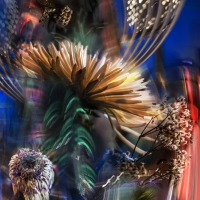 SSydney_-flower_pdc