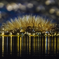 SSydney_-lite-puffs-reflections
