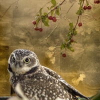 Stephanie_Sydney_owl_Rodeo_gold