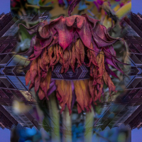 Century City Faded Bloom