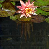 ss_digital-collages_roots_of_growth