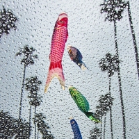 ss_fishflying