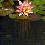 ss_digital-collages_roots_of_growth