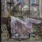 ss_pink_lady_Naples