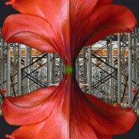 ss_Digital-collages_Library_Reflects